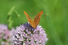 Dostojka malinowiec - (Argynnis paphia) - Silver-washed Fritillary