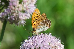 Dostojka malinowiec - (Argynnis paphia) - Silver-washed Fritillary