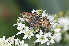 Warcabnik lazowiec - (Carcharodus alceae) - Mallow Skipper