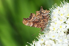 Rusaka ceik - (Polygonia c-album) - Comma