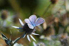 Modraszek ikar - Polyommatus icarus - Common Blue