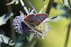 Czerwoczyk uroczek - (Lycaena tityrus, syn. Heodes tityrus) - Sooty Copper