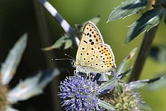 Czerwoczyk uroczek - (Lycaena tityrus, syn. Heodes tityrus) - Sooty Copper