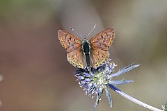 Czerwoczyk uroczek - (Lycaena tityrus, syn. Heodes tityrus) - Sooty Copper