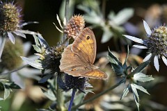 Przestrojnik jurtina - (Maniola jurtina) - Meadow Brown