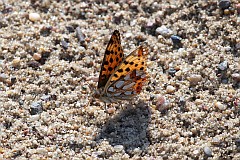 Dostojka latonia - (Issoria lathonia) - Queen of Spain Fritillary