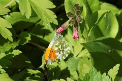 Zorzynek rzeuchowiec - (Anthocharis cardamines) - Orange Tip