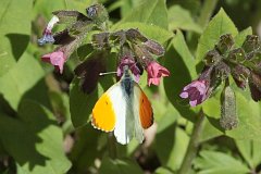 Zorzynek rzeuchowiec - (Anthocharis cardamines) - Orange Tip