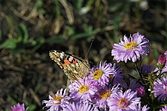 Rusaka osetnik - (Vanessa cardui) - Painted Lady