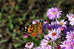 Rusaka osetnik - (Vanessa cardui) - Painted Lady