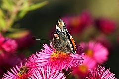 Rusaka admira - (Vanessa atalanta) - Red Admiral