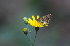 Przeplatka aurelia - (Mellicta aurelia) - Nickerl's Fritillary