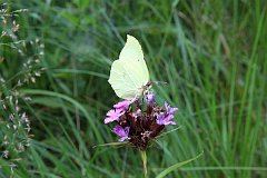 Listkowiec latolistek cytrynek - (Gonepteryx rhamni) - Common Brimstone