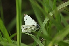 Bielinek bytomkowiec - (Pieris napi) - Green-veined White