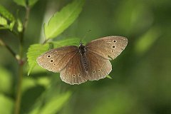 Przestrojnik trawnik - (Aphantopus hyperantus) - Ringlet