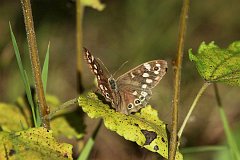 Osadnik egeria - (Pararge aegeria) - Speckled Wood