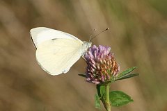 Bielinek rzepnik - (Pieris rapae) - Small White