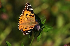 Rusaka osetnik - (Vanessa cardui) - Painted Lady