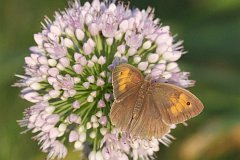 Przestrojnik jurtina - (Maniola jurtina) - Meadow Brown