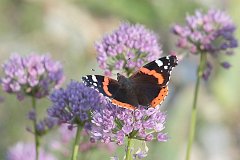 Rusaka admira - (Vanessa atalanta) - Red Admiral