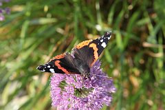 Rusaka admira - (Vanessa atalanta) - Red Admiral