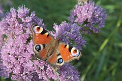 Rusaka pawik - (Inachis io) - European Peacock