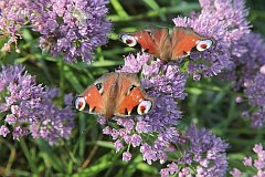 Rusaka pawik - (Inachis io) - European Peacock