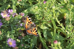 Rusaka pokrzywnik - (Aglais urticae) - Small Tortoiseshell