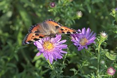 Rusaka pokrzywnik - (Aglais urticae) - Small Tortoiseshell