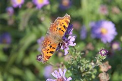 Rusaka ceik - (Polygonia c-album) - Comma