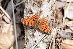 Rusaka ceik - (Polygonia c-album) - Comma