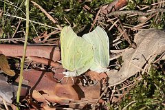 Listkowiec cytrynek - (Gonepteryx rhamni) - Common Brimstone