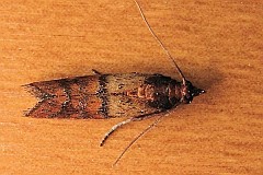 Omacnica spichrzanka - (Plodia interpunctella) - Indian Meal Moth