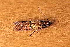 Omacnica spichrzanka - (Plodia interpunctella) - Indian Meal Moth