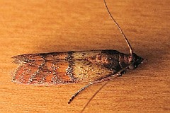 Omacnica spichrzanka - (Plodia interpunctella) - Indian Meal Moth