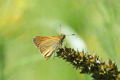 Kartek kniejnik - (Ochlodes sylvanus) - Large Skipper