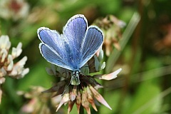 Modraszek ikar - Polyommatus icarus - Common Blue