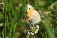 Strzpotek ruczajnik - (Coenonympha pamphilus) - Small Heath