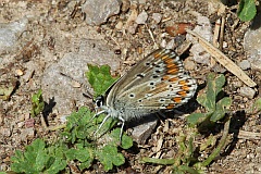 Modraszek alkon - Common Blue