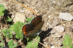 Modraszek alkon - Common Blue