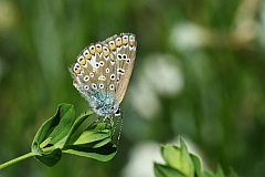 Modraszek ikar - Polyommatus icarus - Common Blue