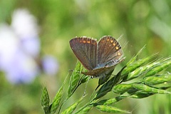 Modraszek alkon - Common Blue