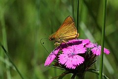 Kartek kniejnik - (Ochlodes sylvanus) - Large Skipper