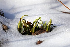 nieyczka przebinieg - Galanthus nivalis L. - Common Snowdrop