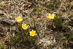 Szafran tokwiatowy - Crocus flavus West. - Dutch Yellow Crocus