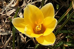 Szafran tokwiatowy - Crocus flavus West. - Dutch Yellow Crocus