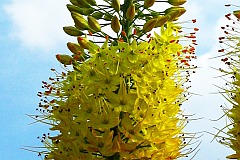 Pustynnik ogrodowy 'Cleopatra' - Eremurus 'Cleopatra' - Foxtail lilies, Desert candles 'Cleopatra'