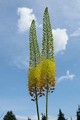 Pustynnik ogrodowy 'Cleopatra' - Eremurus 'Cleopatra' - Foxtail lilies, Desert candles 'Cleopatra'