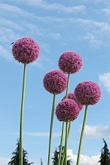 Czosnek olbrzymi - Allium giganteum - Giant Onion