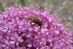 Czosnek olbrzymi - Allium giganteum - Giant Onion